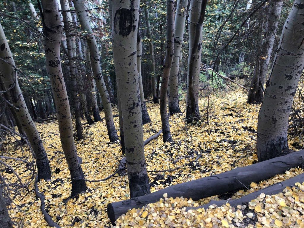 Dog Lake via Big Water Trail, Milcreek Canyon, Wasatch Mountains, Utah