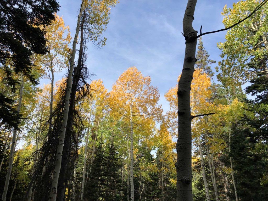 Dog Lake via Big Water Trail, Milcreek Canyon, Wasatch Mountains, Utah