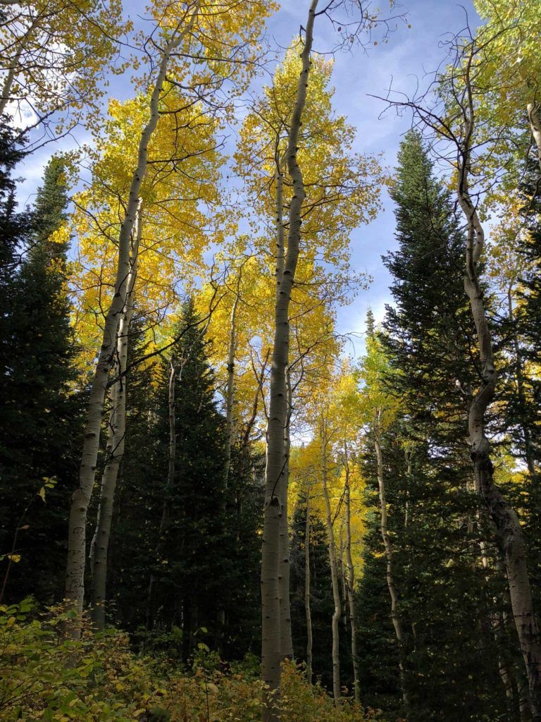 Dog Lake via Big Water Trail, Milcreek Canyon, Wasatch Mountains, Utah