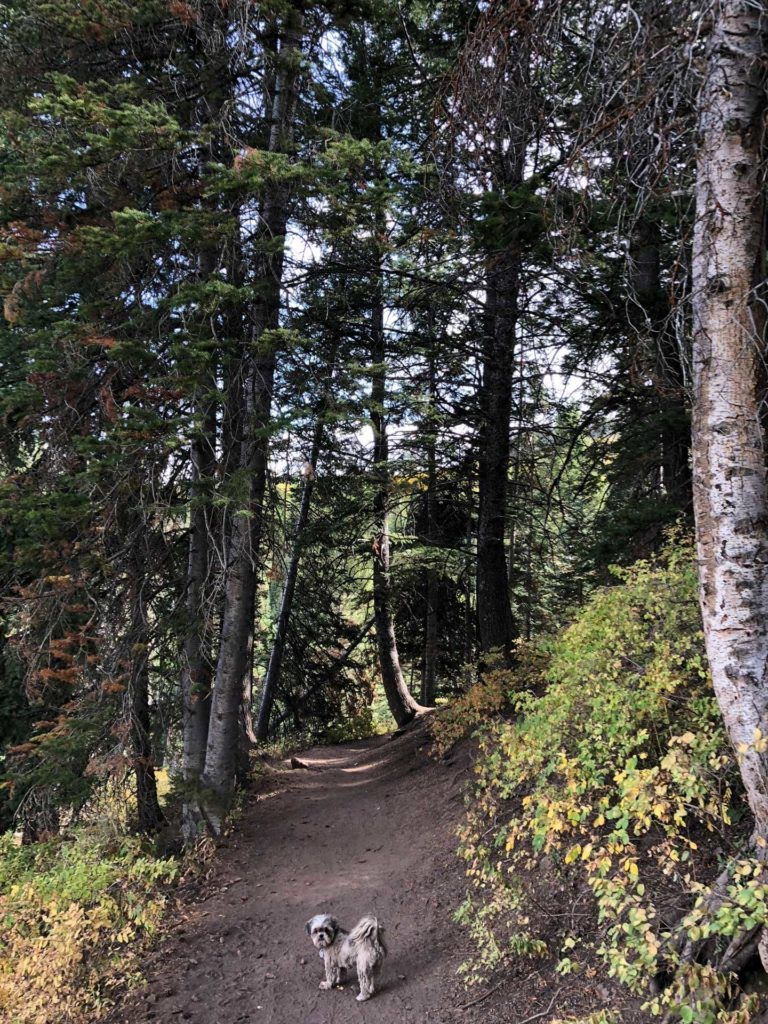 Dog Lake via Big Water Trail, Milcreek Canyon, Wasatch Mountains, Utah